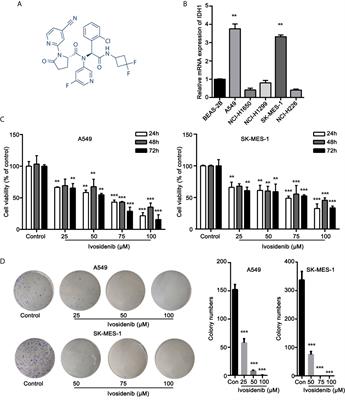 Transcriptome Analysis of Ivosidenib-Mediated Inhibitory Functions on Non-Small Cell Lung Cancer